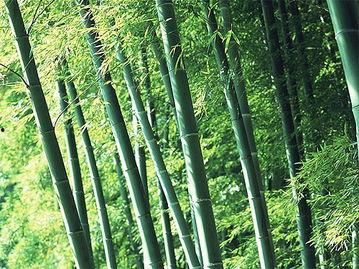 竹林小区新闻爆料视频,揭秘社区热点事件背后的真相